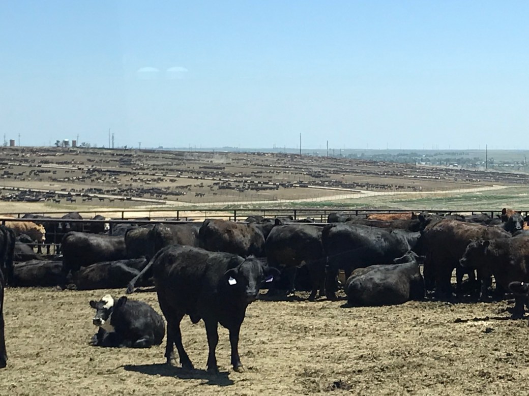 F809FE20-4C46-40DE-97A0-D06F3ED47446